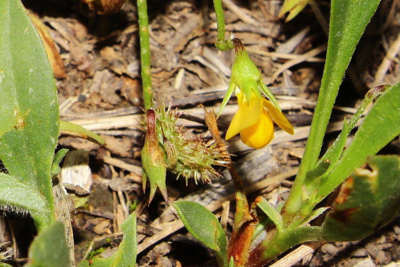 Scorpiurus subvillosus � da confermare